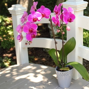 cuidado de las orquídeas de verano