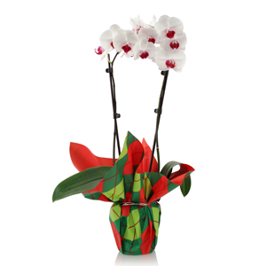 regalo de orquídeas