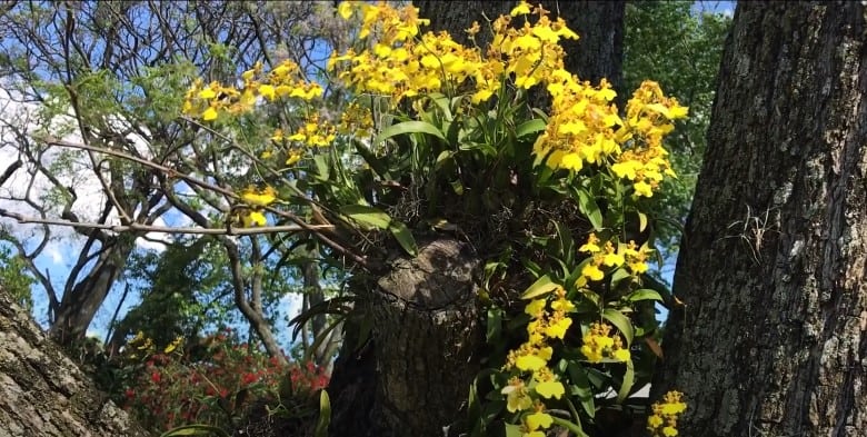 orquidea-amarilla-naturaleza