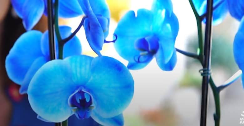 orquidea-azul