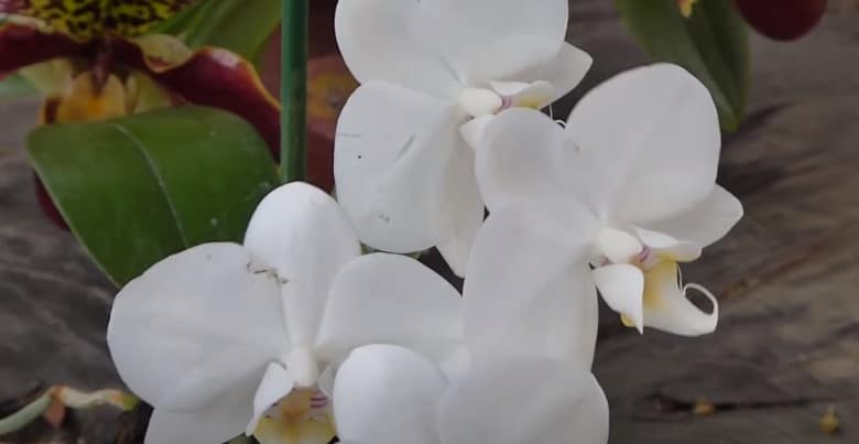 orquidea-blanca