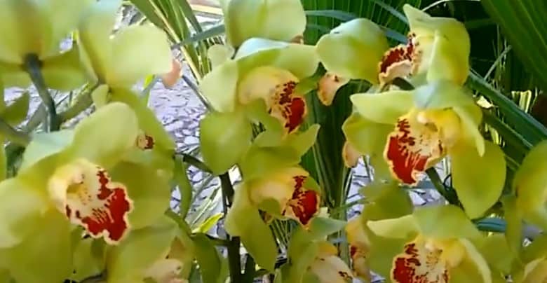 orquideas-verdes