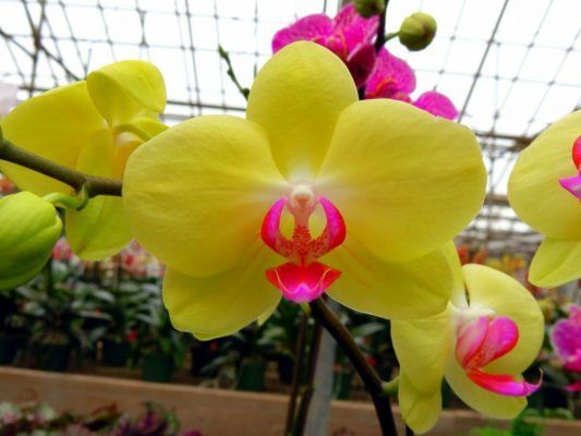 Las orquídeas: un fascinante viaje al mundo de la belleza natural