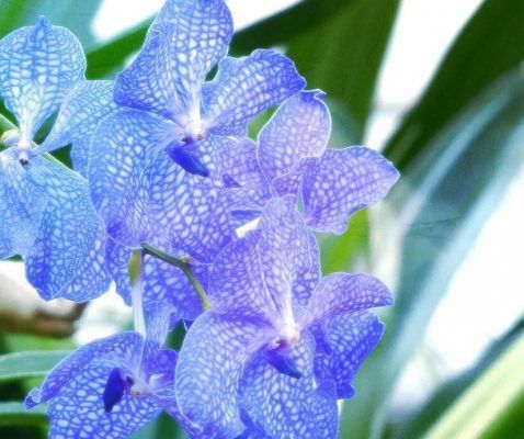 flores azules de la orquidea Vanda Coerulea