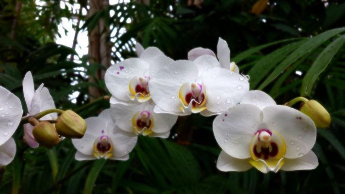 orquideas blancas en la naturaleza