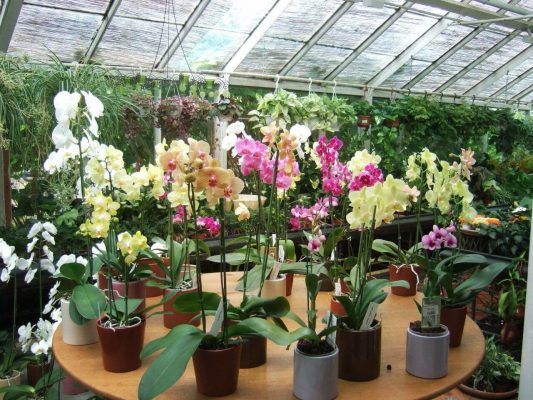 inflación monte Vesubio empresario ▷ Comprar orquídeas: La mejor guia para elegir tu orquídea.