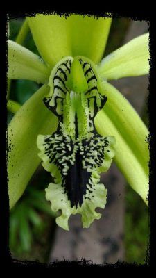 Coelogyne pandurata orquidea negra